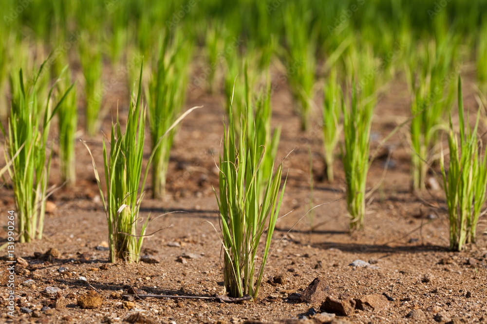 Young green paddy rice plant on a paddy Young green paddy rice plant on a paddy