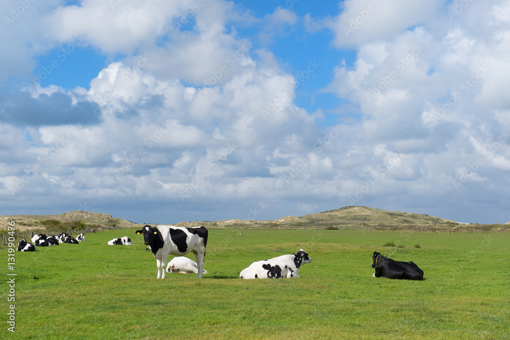 Cows in Holland Cows in Holland
