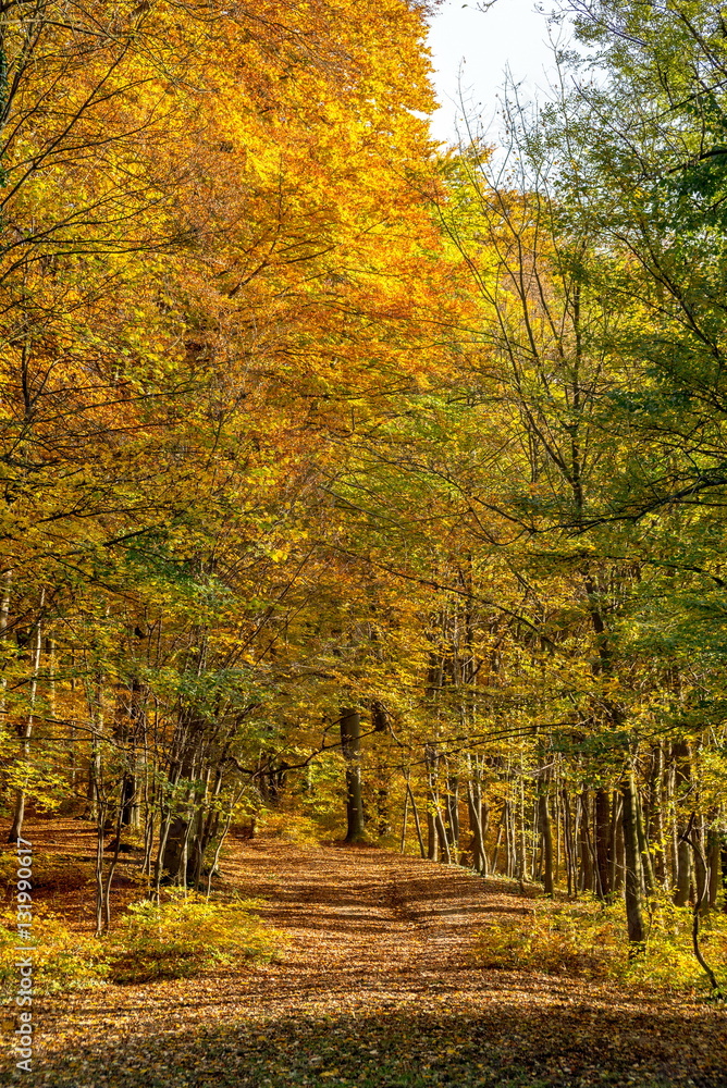 Obraz premium Golden leaves covered forest path in park in October, Bratislava, Slovakia