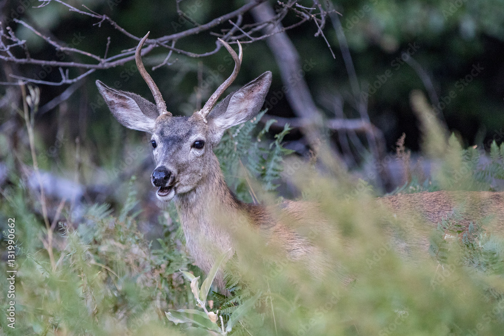Mule Deer in Yosemite in the Fall Mule Deer in Yosemite in the Fall