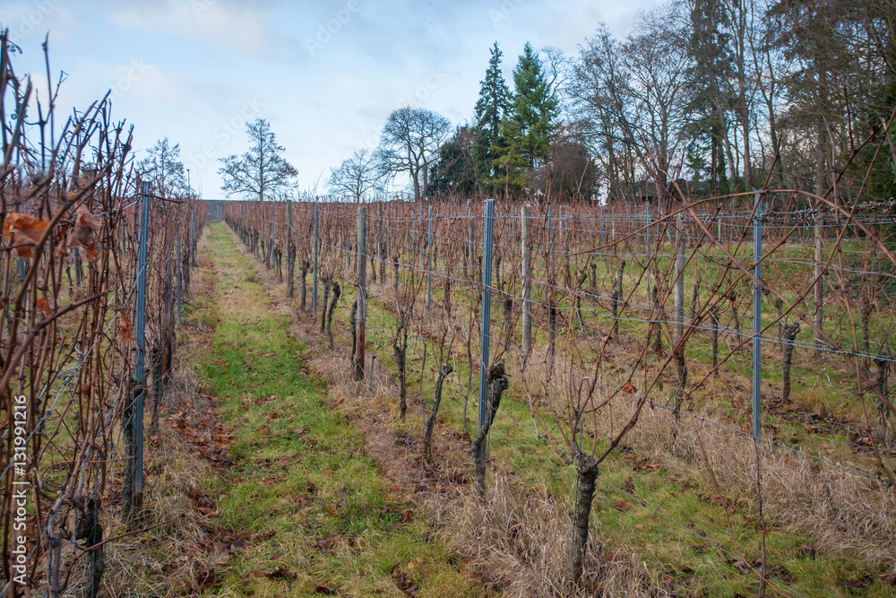 Obraz premium Weinberg im Winter