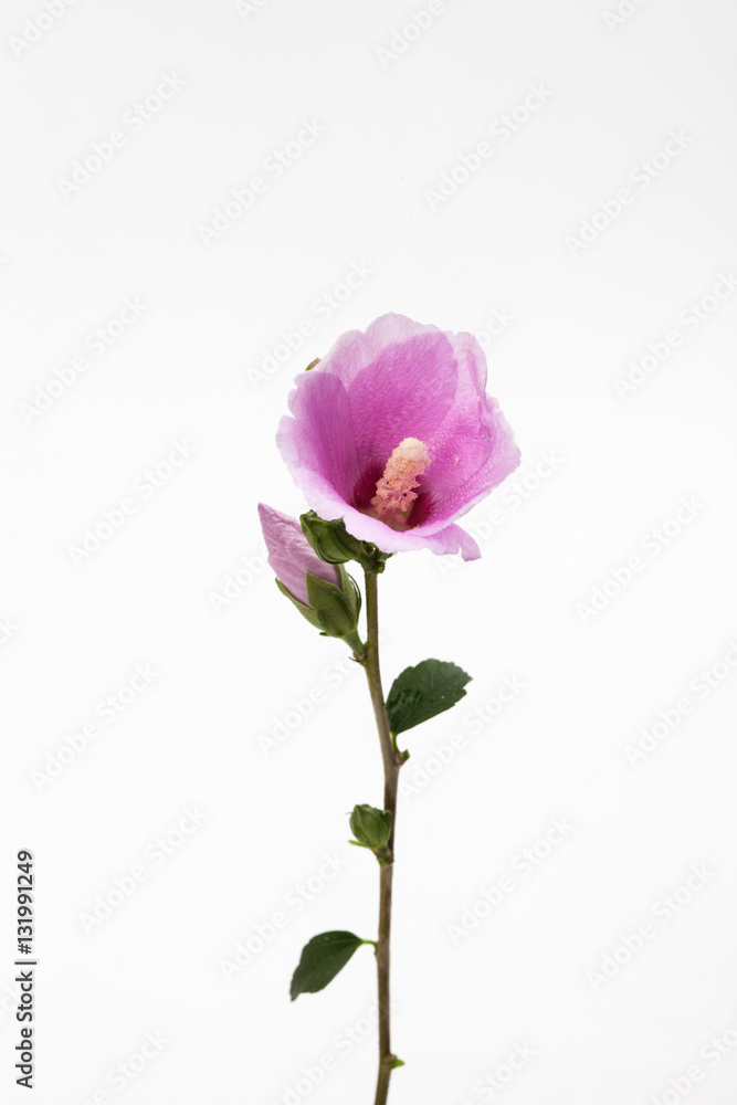 Mugunghwa, Pink rose of sharon