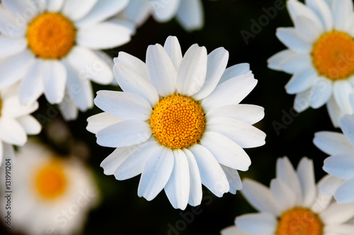White daisies flower 