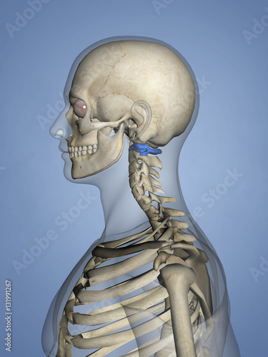 Cervical vertebrae M-SKEL C1-l-2, 3D Model