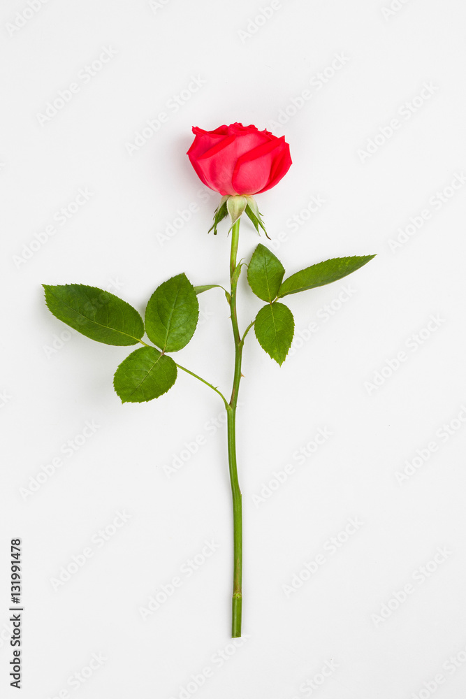 Fototapeta premium Red roses on a white background 