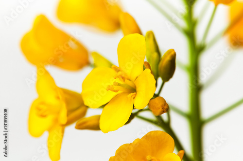 Rapeseed in a studio background