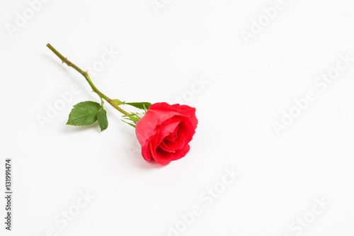 Fototapeta Naklejka Na Ścianę i Meble -  Red roses on a white background 