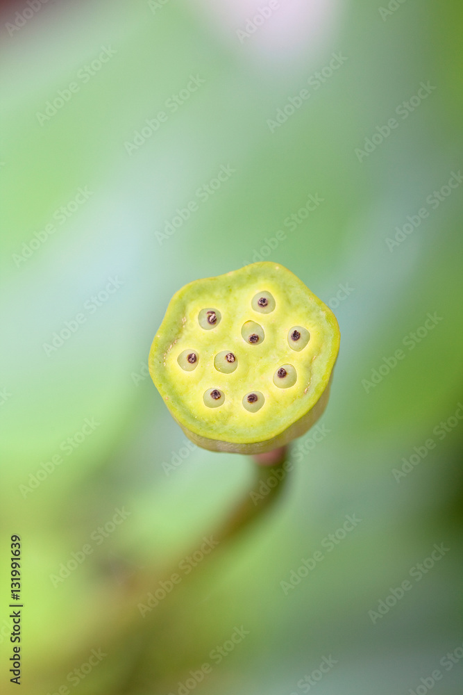 Lotus flower in a pond Lotus flower in a pond