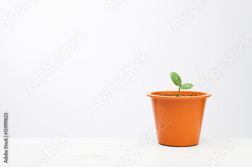 Little plant in a brown pot 