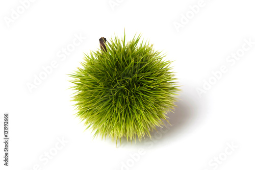 Green Chestnut 