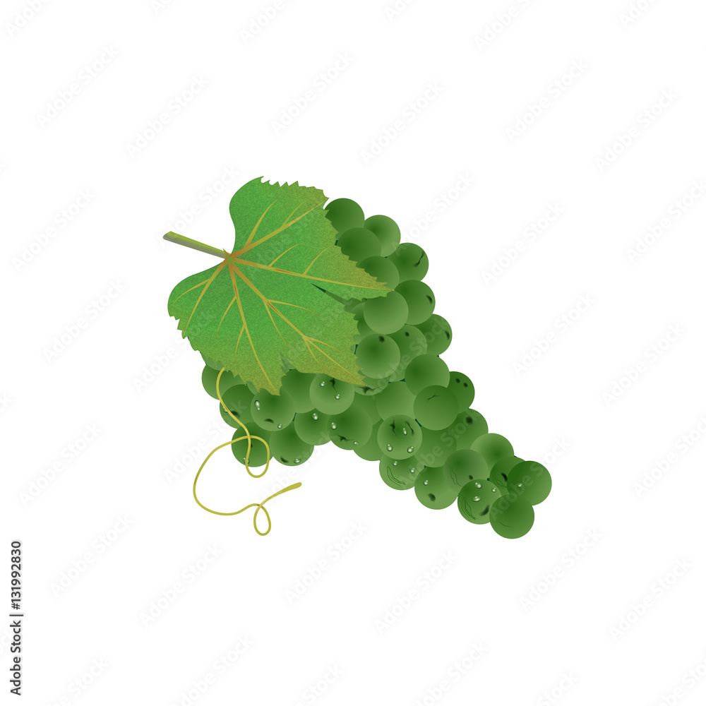 green grapes. vector Stock Vector | Adobe Stock