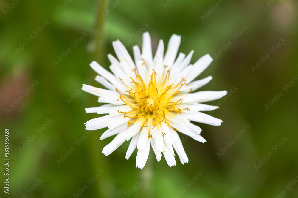 Obraz premium White dandelion in the grass 
