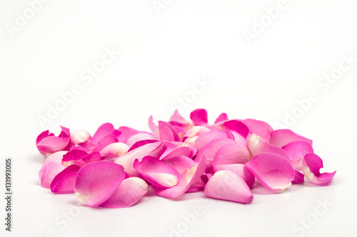  Petal of pink rose on soft light in studio 