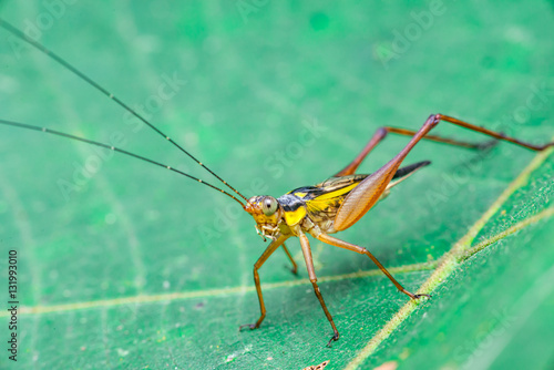 Yellow, black and brown cricket (Grylloidea) with striped eyes on a green leaf