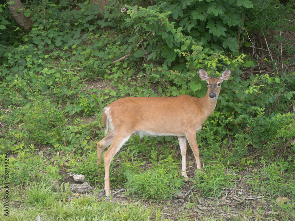Deer along the Road Deer along the Road