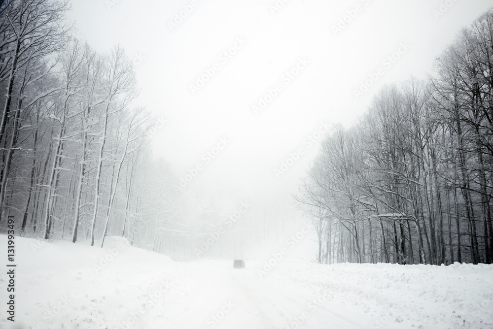 Fototapeta premium Road and trees in blizzard