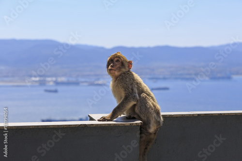 Monkey of Gibraltar perched on a ledge © Pukka inc