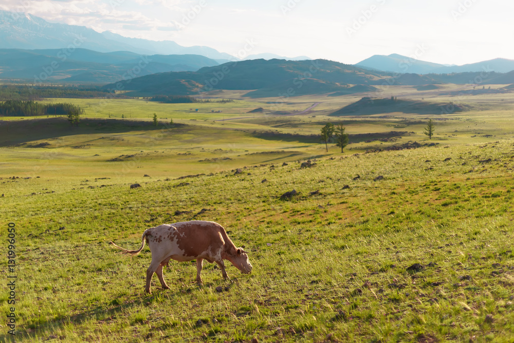 one cow in a mountainous field. one cow in a mountainous field.