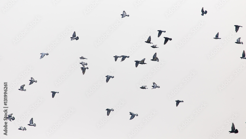 a flock of pigeons in the gray sky