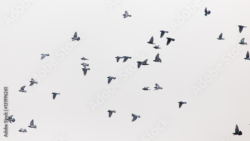 a flock of pigeons in the gray sky