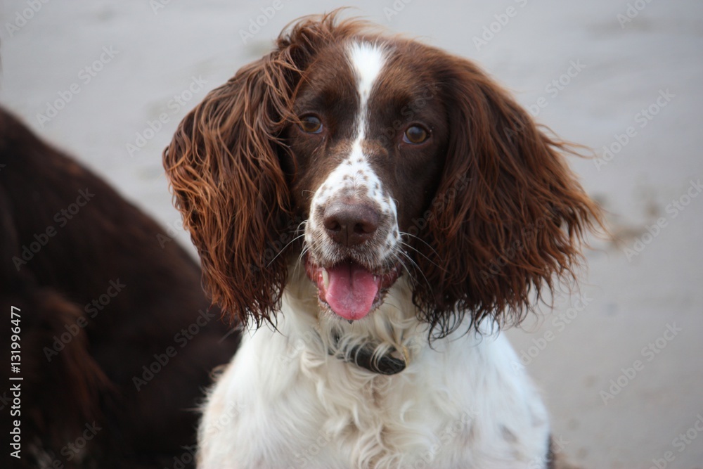 Very cute liver and white working english springer spaniel pet g Very cute liver and white working english springer spaniel pet g