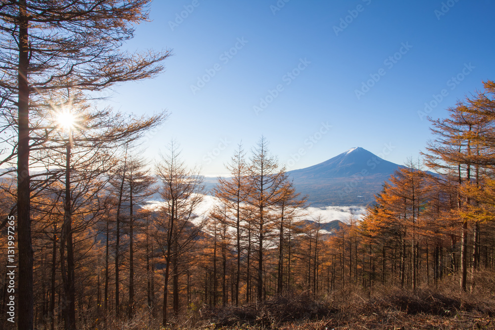 Yellow forest tree in autumn season and Top of Mountain Fuji Yellow forest tree in autumn season and Top of Mountain Fuji