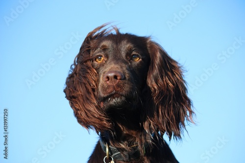 Liver coloured working type cocker spaniel pet gundog