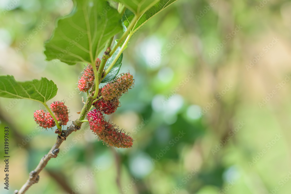 Obraz premium Mulberry fruit on tree