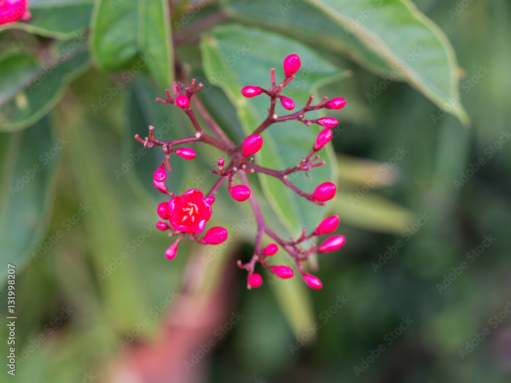 Small Red Flowers Blooming Small Red Flowers Blooming
