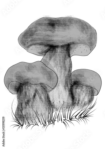 Boletus mushrooms