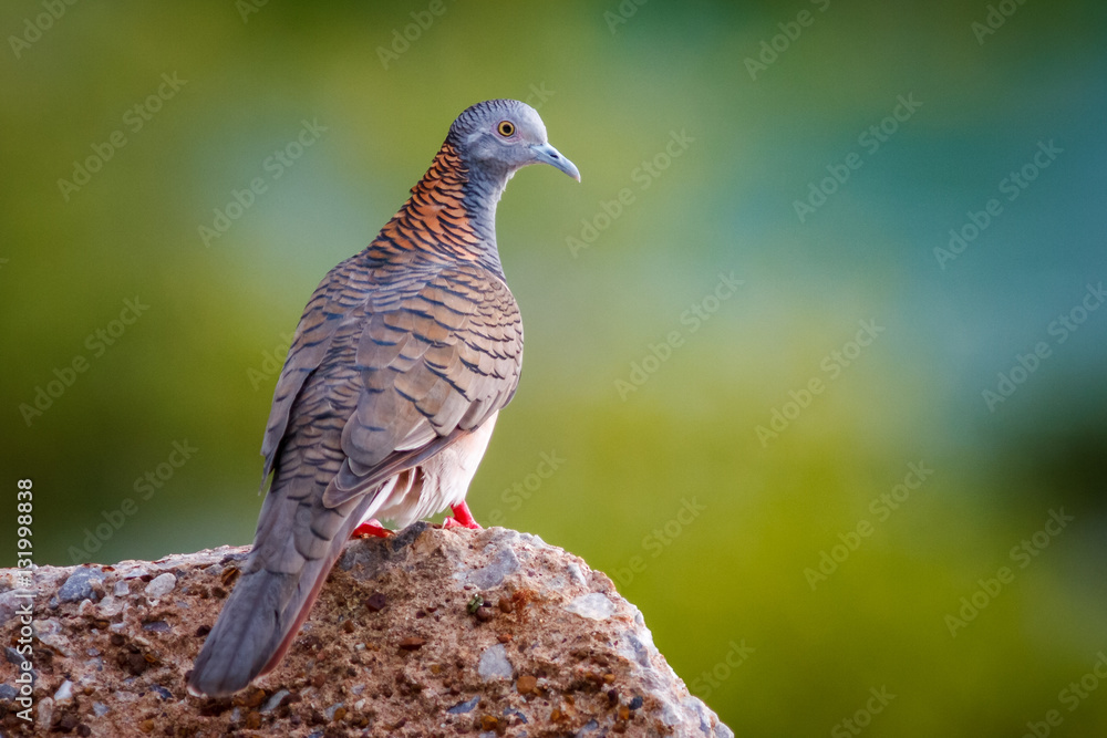 Fototapeta premium Bar-Shoulders Dove perched on a rock in the Australian outback