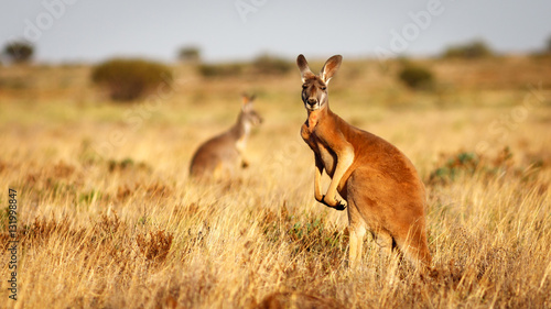 Red Kangaroo, Flinders Ranges National Park, South Australia photo