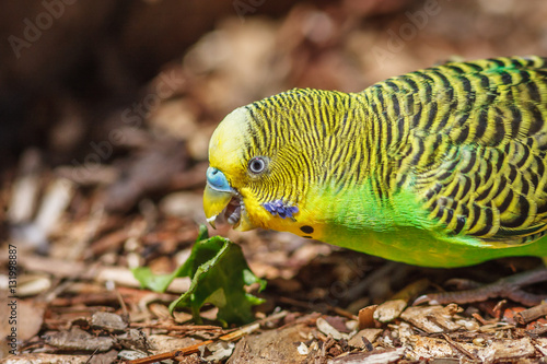 Budgerigar eating leaves on the ground in the Australian outback
