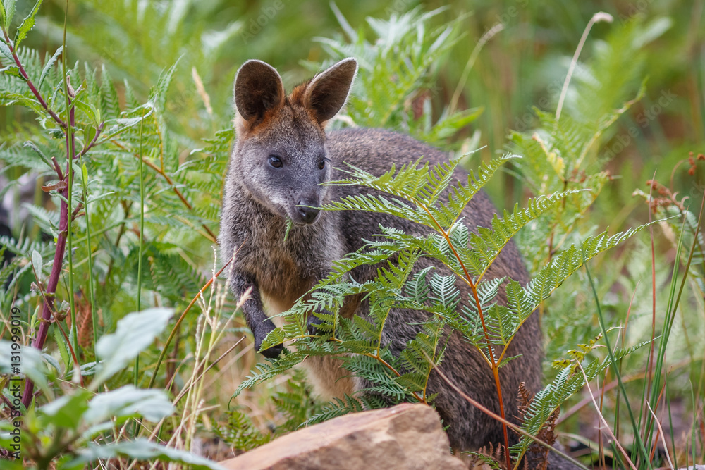 Obraz premium Swamp Wallaby eating ferns in the Australian Outback