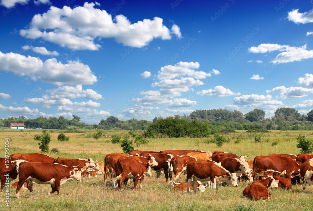 Calves on the field Calves on the field
