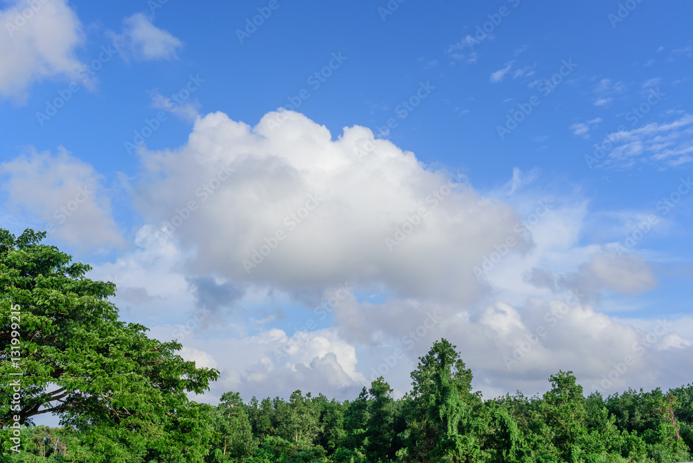 Beautiful tree on blue sky background