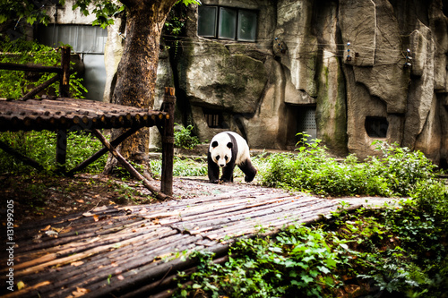Giant Panda © baiterek_media