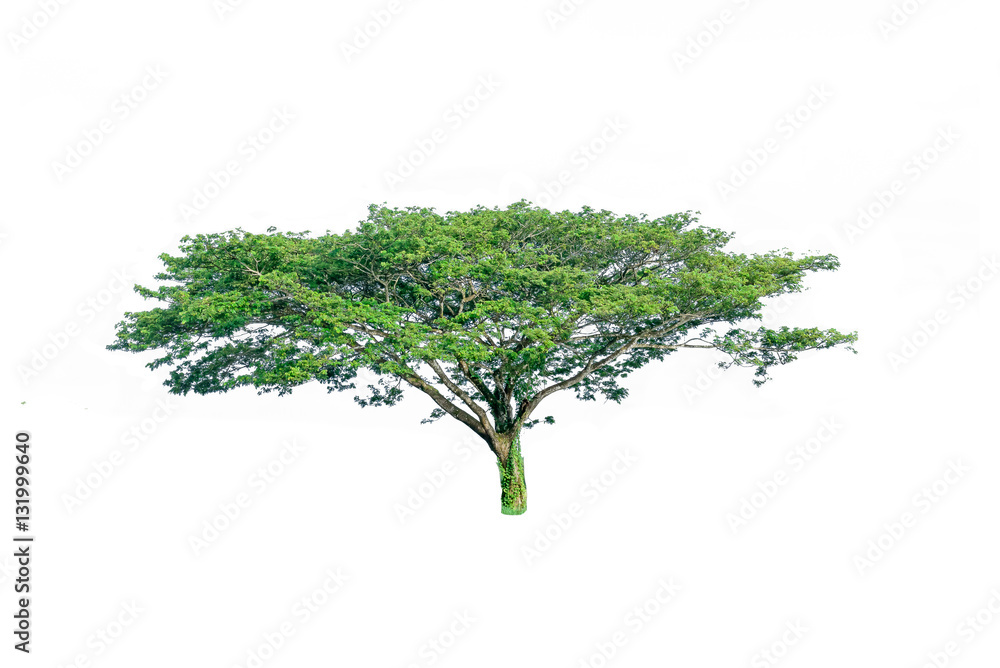 tree on white background