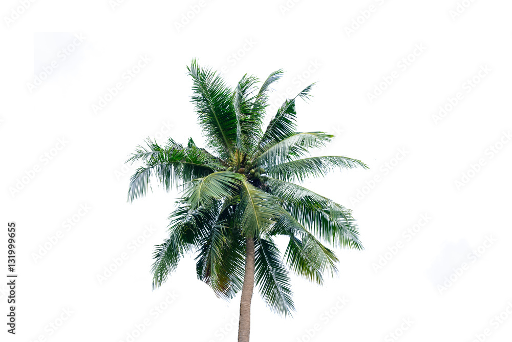  coconut tree on white background