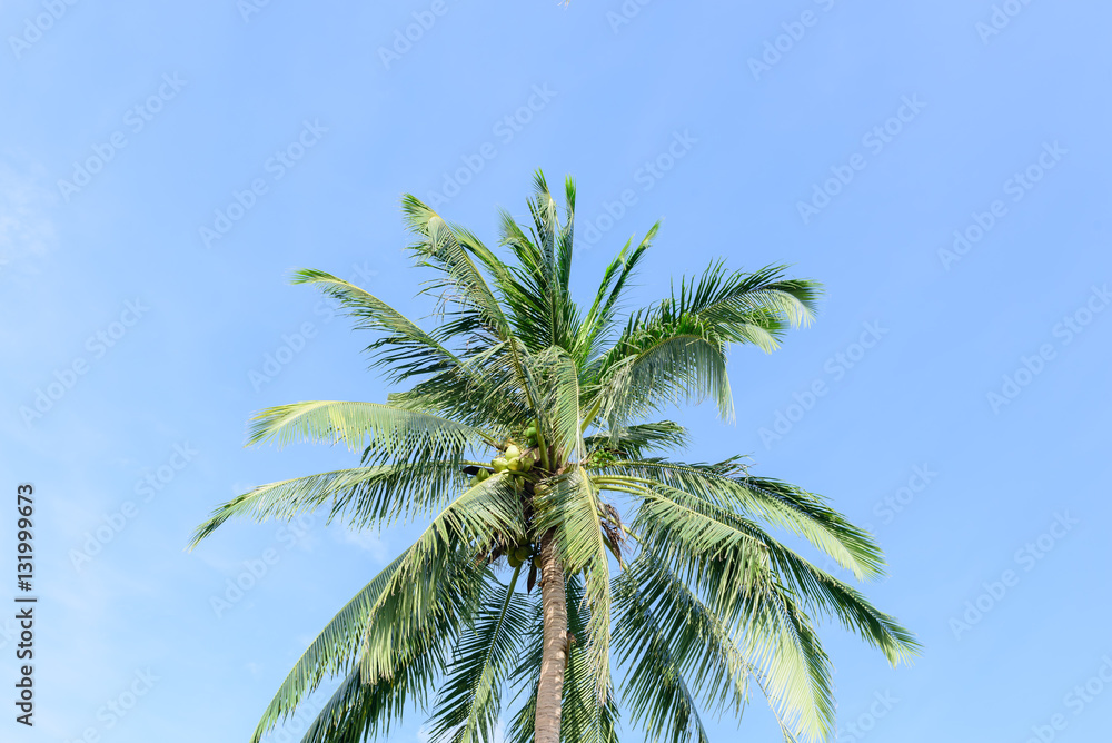 Fototapeta premium coconut tree on blue sky background