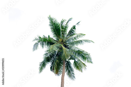  coconut tree on white background © ashophoto