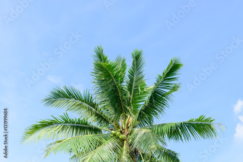  coconut tree on blue sky background