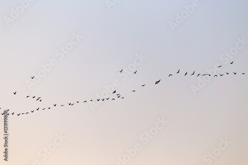 a flock of birds at sunset