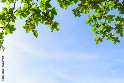 Beautiful trees on sky background