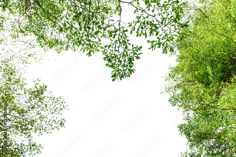 Obraz premium Beautiful trees on sky background