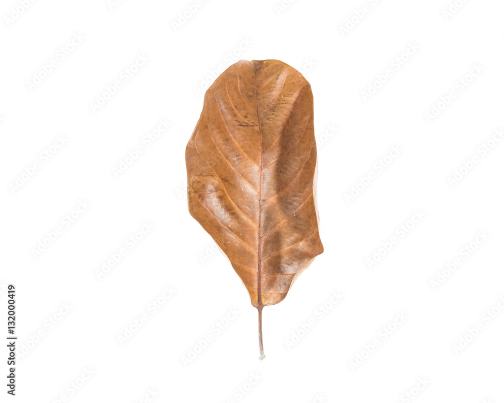 dry leaf set isolated on white backgroud dry leaf set isolated on white backgroud