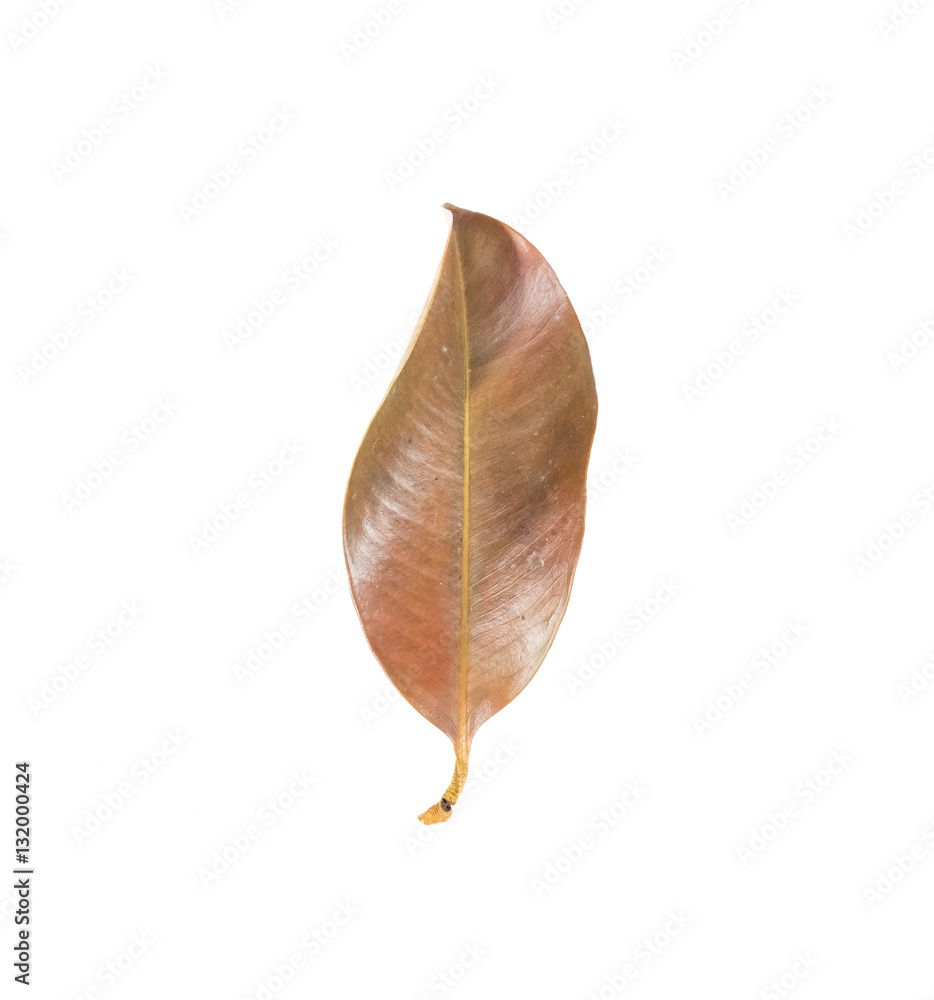 dry leaf set isolated on white backgroud dry leaf set isolated on white backgroud