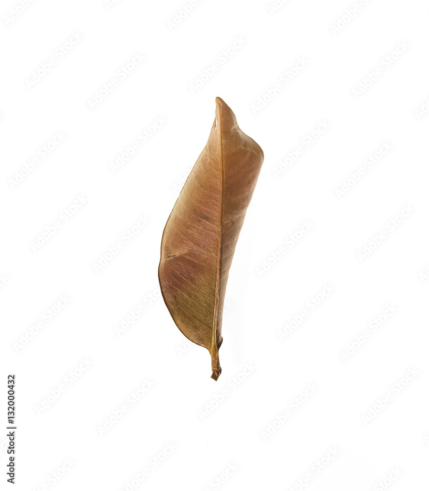 dry leaf set isolated on white backgroud dry leaf set isolated on white backgroud