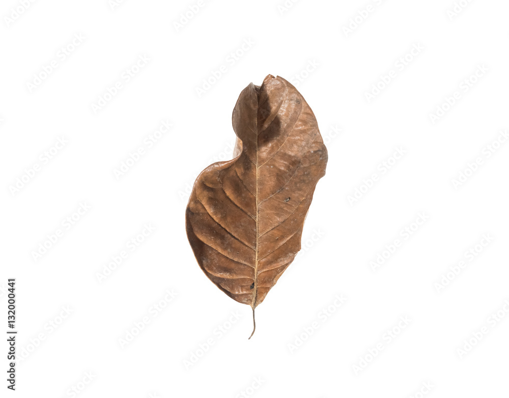 dry leaf set isolated on white backgroud dry leaf set isolated on white backgroud