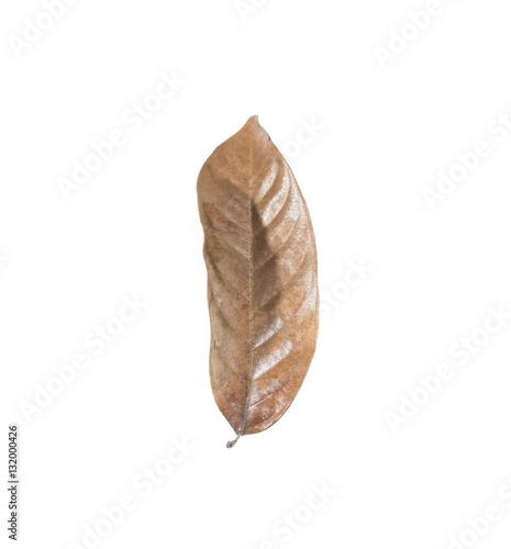dry leaf set isolated on white backgroud